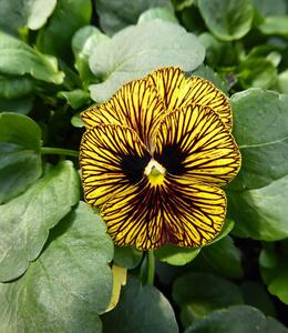 VOILA TIGER EYE YELLOW 3IN