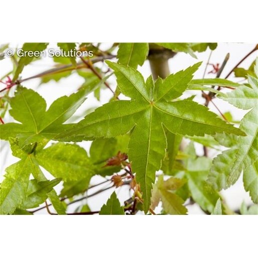 WAKEHURST PINK JAPANESE MAPLE 2 GALLON  3 month warranty