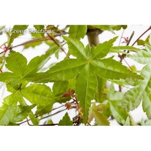 WAKEHURST PINK JAPANESE MAPLE 2 GALLON  3 month warranty