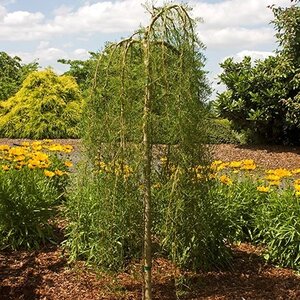 WALKERS WEEPING CARAGANA 100CM