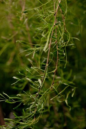 WALKERS WEEPING CARAGANA STD 115CM - image 2