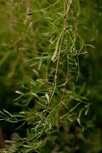 WALKERS WEEPING CARAGANA STD 115CM - image 2