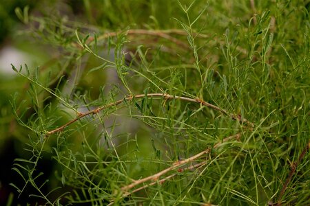 WALKERS WEEPING CARAGANA STD 115CM - image 3