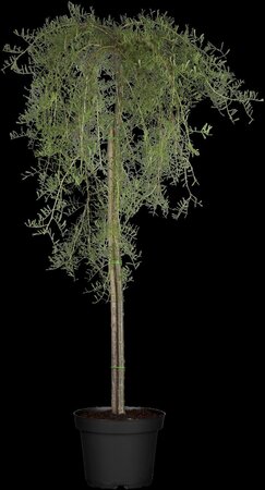 WALKERS WEEPING CARAGANA STD 115CM - image 4