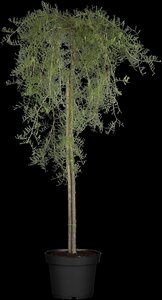 WALKERS WEEPING CARAGANA STD 115CM - image 4