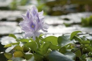 WATER HYACINTH DWARF