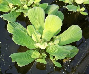 WATER LETTUCE