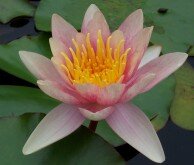 WATER LILY COMANCHE
