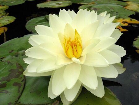 WATER LILY LEMON CHIFFTON