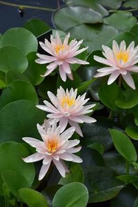 WATER LILY STARBRIGHT WHITE