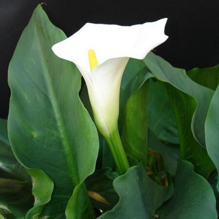 WATER LILY TROPICAL WHITE ARUM