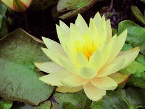 WATER LILY yellow CHARLENE STRAWN