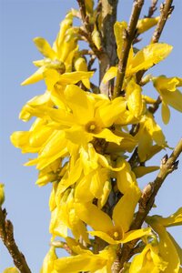 WEEK END FORSYTHIA 30CM - image 4