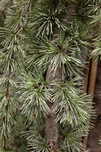WEEPING BLUE ATLAS CEDAR 150 CM - image 5