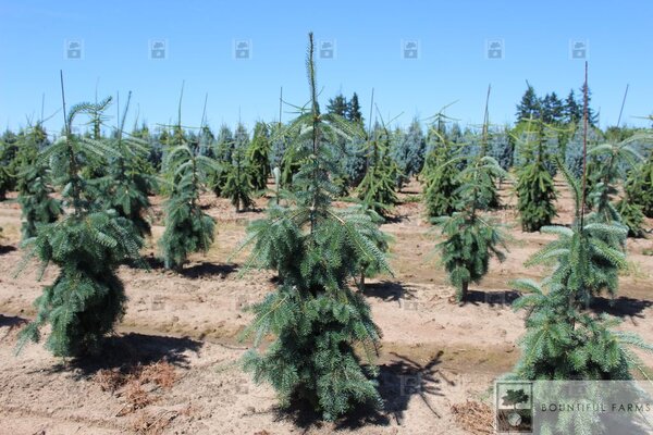 WEEPING BLUE DOUGLAS FIR 200CM