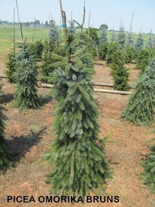 WEEPING BRUNS SERBIAN SPRUCE 125CM