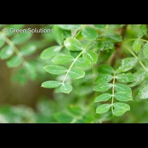 WEEPING CARAGANA PEASHRUB 125CM