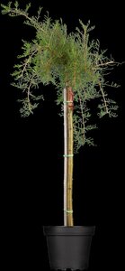 WEEPING CARAGANA PEASHRUB 125CM