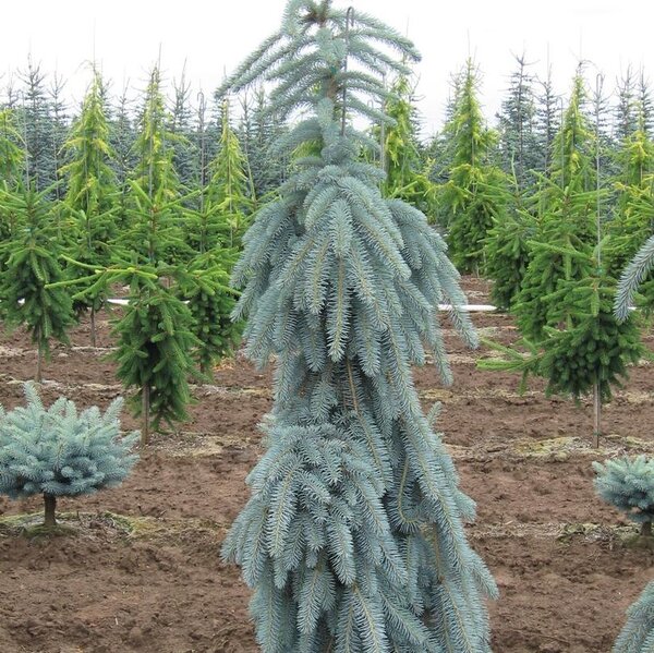 WEEPING COLUMNAR BLUE SPRUCE 80CM