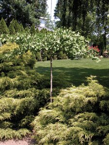 WEEPING GINKGO STD 150CM - image 4