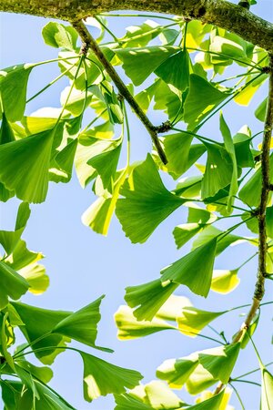 WEEPING GINKO BILOBA 170CM - image 3