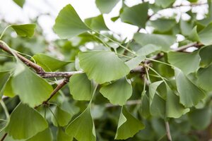 WEEPING GINKO BILOBA 170CM - image 3