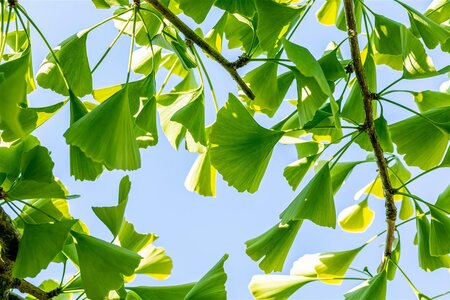 WEEPING GINKO BILOBA 170CM - image 2