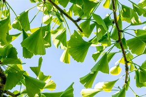 WEEPING GINKO BILOBA 170CM - image 2