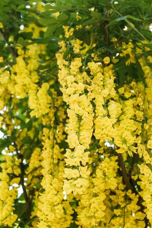 WEEPING GOLDEN CHAIN 150CM - image 1
