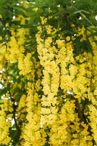 WEEPING GOLDEN CHAIN 150CM - image 1