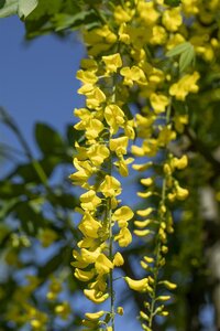 WEEPING GOLDEN CHAIN 150CM - image 4