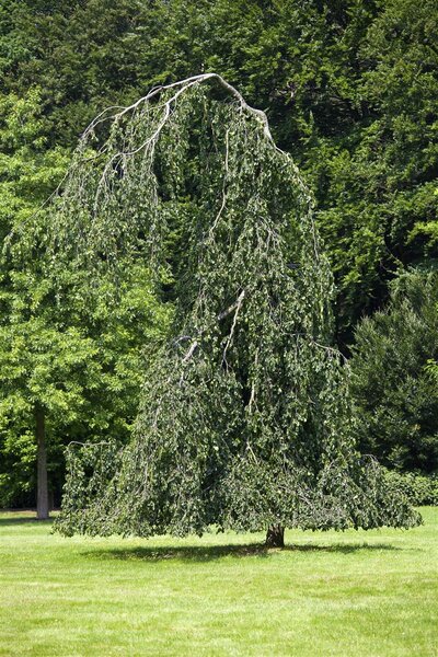 WEEPING GREEN BEECH 200CM 35MM - image 2
