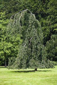 WEEPING GREEN BEECH 200CM 35MM - image 2