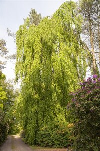 WEEPING GREEN BEECH 275CM 45MM - image 1