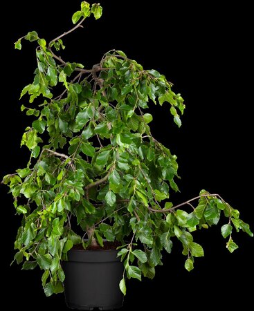 WEEPING GREEN BEECH 45 MM - image 2