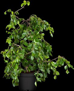 WEEPING GREEN BEECH 45 MM - image 2