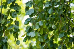 WEEPING GREEN BEECH 45 MM - image 4