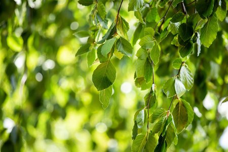 WEEPING GREEN BEECH 45 MM - image 5