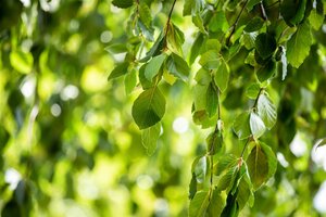 WEEPING GREEN BEECH 45 MM - image 5