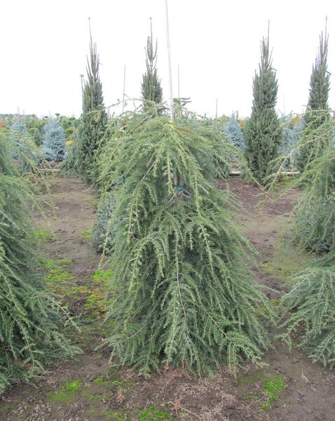 WEEPING HEMLOCK 50CM