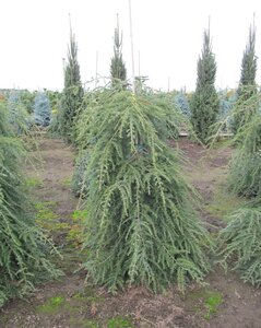 WEEPING HEMLOCK 50CM