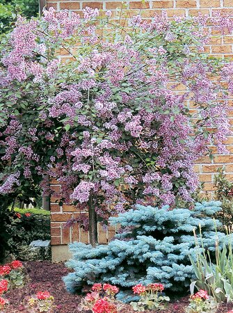 WEEPING JULIANA HERS LILAC STD 120CM