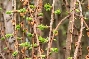 WEEPING LARCH 100 CM - image 2