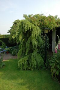 WEEPING LARCH 100 CM - image 4