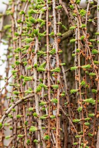 WEEPING LARCH 200 CM - image 3
