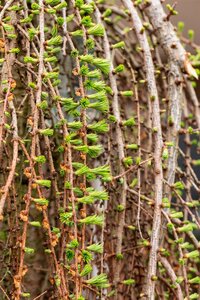 WEEPING LARCH 200 CM - image 4