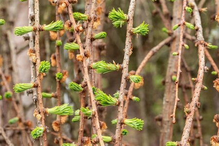 WEEPING LARCH 200 CM - image 2