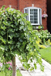 WEEPING MULBERRY FRUITING 150STD