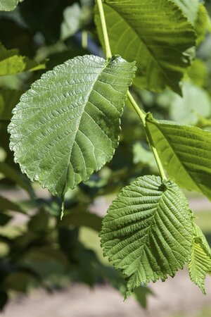 WEEPING MULBERRY FRUITLESS 150STD - image 1