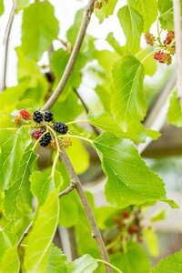 WEEPING MULBERRY FRUITLESS 150STD - image 3